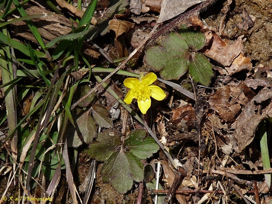 {Ranunculus hispidus}
